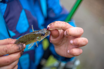 just caught ruff fish in the hands of a young fisherman