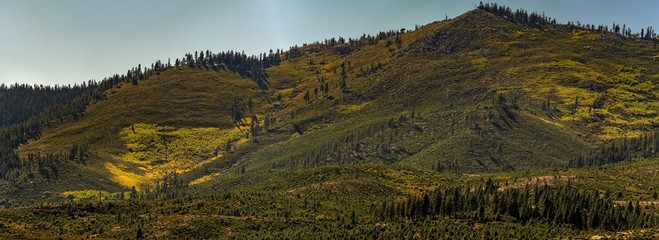 Panorama landscape of mountains near Reno with patches of autumn colored leaves 