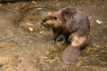 Curious American Beaver (Castor Canadensis) looking around - obrazy, fototapety, plakaty