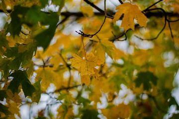 yellow autumn leaves on a tree