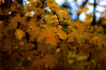 yellow autumn leaves