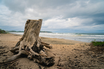 driftwood on the beach