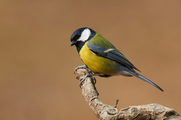 Beautiful great tit (Parus major)