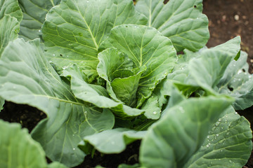 Naklejka premium close up green leaves of homegrown white cabbage in garden at daytime in selective focus.