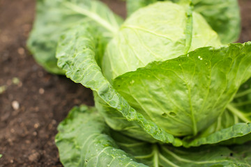 close up green leaves of homegrown white cabbage in garden at daytime in selective focus.