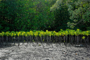 mangrove trees are planted to prevent coastal erosion