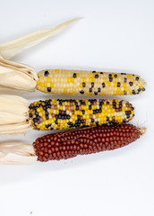 Decorative corn on the cob