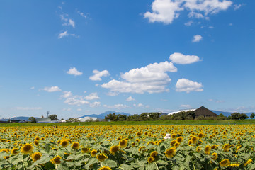 〈岐阜県〉大垣ひまわり畑