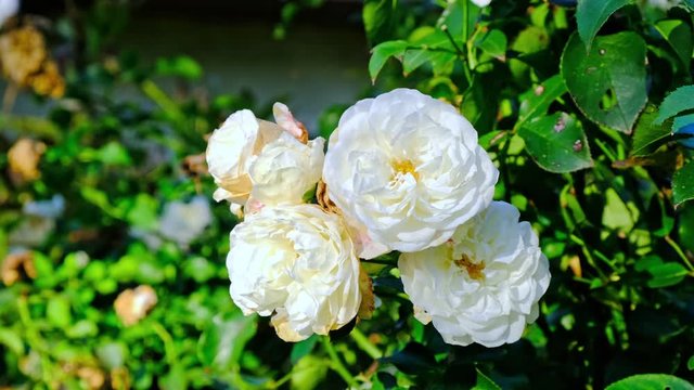 White roses in garden, close up, closeup macro view, green background
