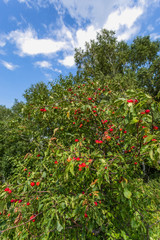 Fototapeta na wymiar apples on a tree