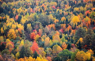 Canopy of fall trees on Appalachian mountains in Vermont