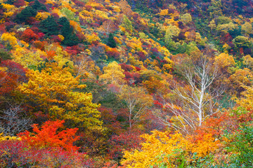 安達太良山（日本）の紅葉