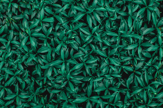 green leaf natural for background, tropical leaf, tiny green leaf © Nabodin