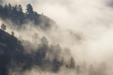 Morning in the mountains, fog in the valley and forest on the slope