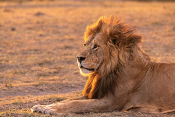 Male lion with mouth closed, backlit by the sun.  Image taken in the Maasai Mara National Reserve, Kenya.
