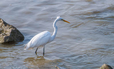 White Egret on a lagoon