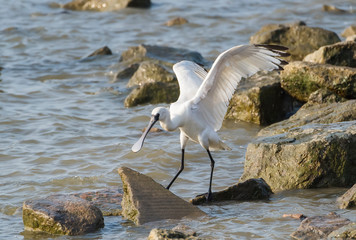 Black-faced Spoonbill flying in waterland