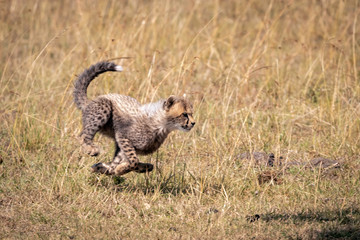 A tiny cheetah cub running though the tall grasses of the savanna.  Image taken in the Maasai Mara...