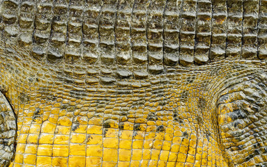 Closed up of crocodiles skin in yellow