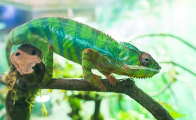 Panther chameleon Furcifer pardalis from Madagascar, perched on a branch