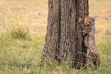 Cheetah cub sharpening its claws on the trunk of a tree.  Image taken in the Maasai Mara National Reserve, Kenya.