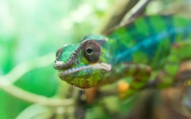 Panther chameleon Furcifer pardalis from Madagascar, perched on a branch