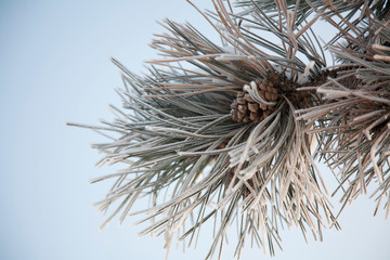 Frost on pine tree pine cone