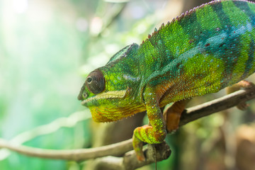Obraz premium Panther chameleon Furcifer pardalis from Madagascar, perched on a branch