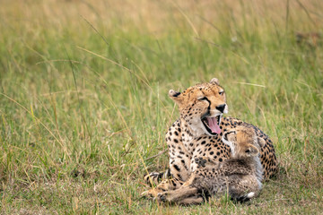 Mother cheetah with mouth open looking at her young cub as he stares up at her intently.  Image...