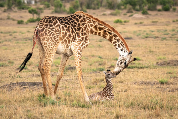 A mother giraffe bends down to care for her newborn calf.  Image taken in the Maasai Mara National...