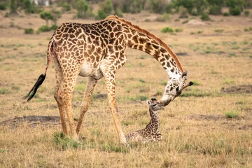 Gardinen Eine Giraffenmutter bückt sich, um sich um ihr neugeborenes Kalb zu kümmern. Aufnahme im Masai Mara National Reserve, Kenia. © Lori Labrecque