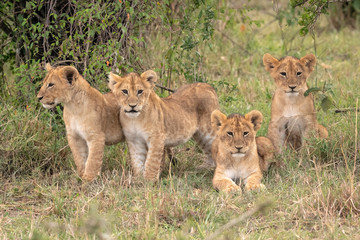 Four young lion cubs sitting in the grass.  Image taken in the Maasai Mara National Reserve, Kenya.