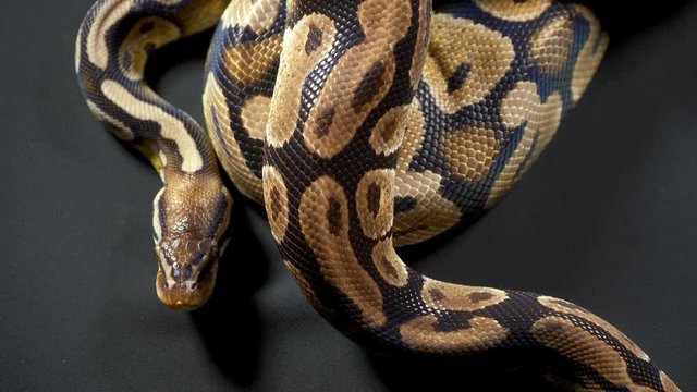 Video of royal ball python on black table