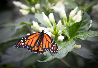 Monarch butterfly