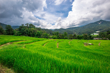 Nature Wallpaper (Mountains, Green Fields, Roadside Accommodation, Twilight Sky) The beauty of nature while traveling, with the wind blowing through the blurred leaves.