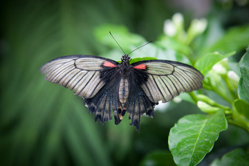 Fototapeta na wymiar Black and red butterfly