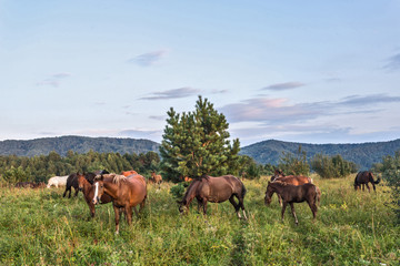 Fototapeta na wymiar horses on a meadow