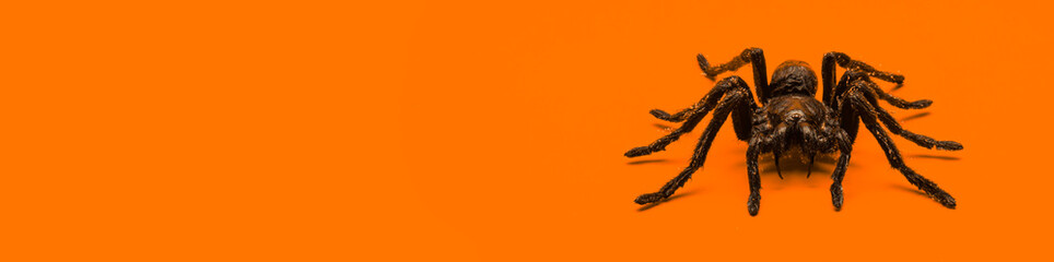 Single real tarantula spider on orange background. Creepy Halloween concept with blank space for text.