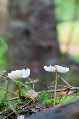 Mushrooms growing in natural coniferous environment, tree in the background