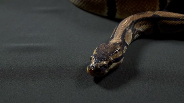 Video of ball royal python on black