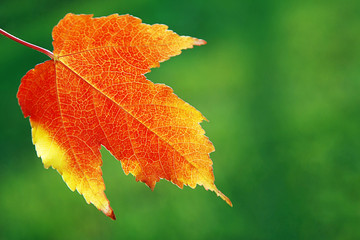 Autumn leaf against blurred green grass