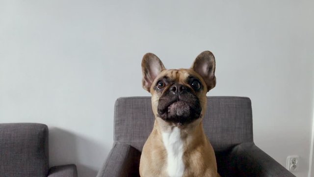 The French Bulldog starts barking, jumps up and sits down on the armchair.