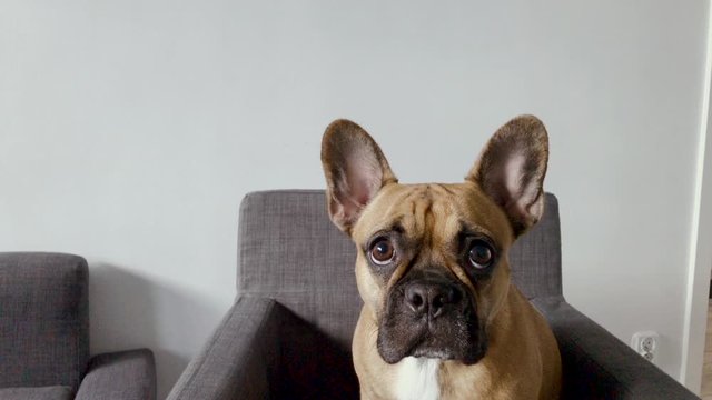 French bulldog face close-up. Pet at home look at something