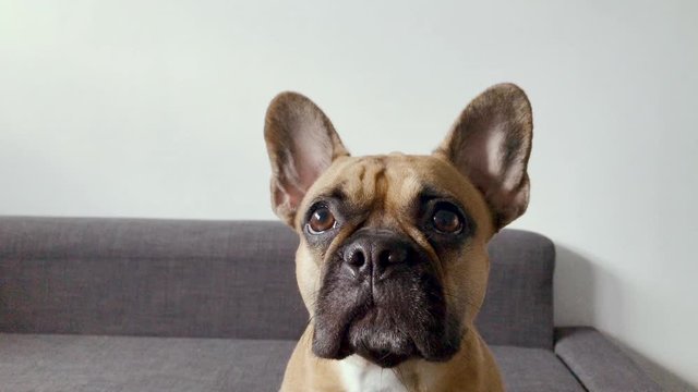 French bulldog face close-up. Pet at home look at something