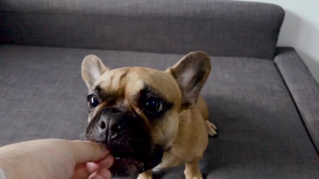 French bulldog face close-up. Pet at home look at something. The dog shakes his head and looks in different directions