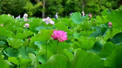 満開のハスの花咲く公園の情景