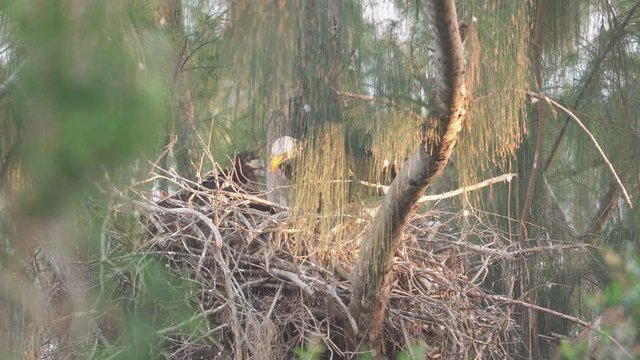 bald eagle feeding baby chicks in nest up in tree branch 2