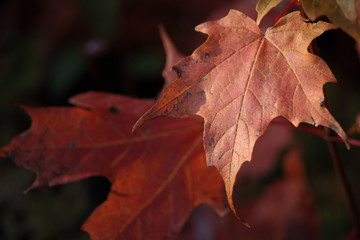 autumn leaves: red orange maple leaf about to fall. Feuille d'érable