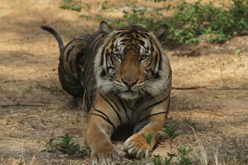 tiger in zoo