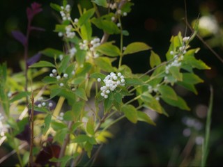 シラタマコシキブ